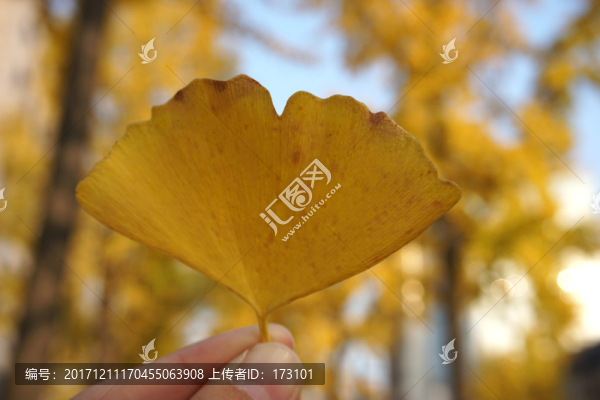 銀杏