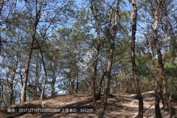 樹林