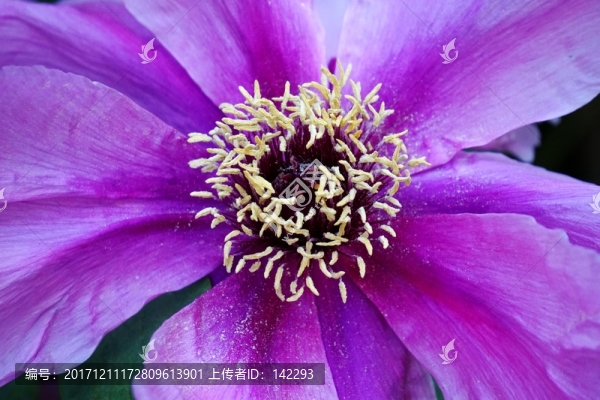 花蕊