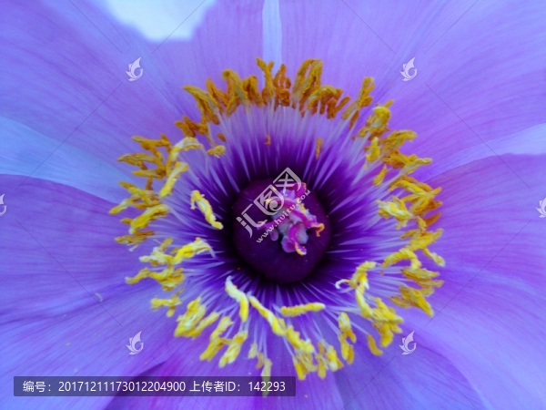 花蕊