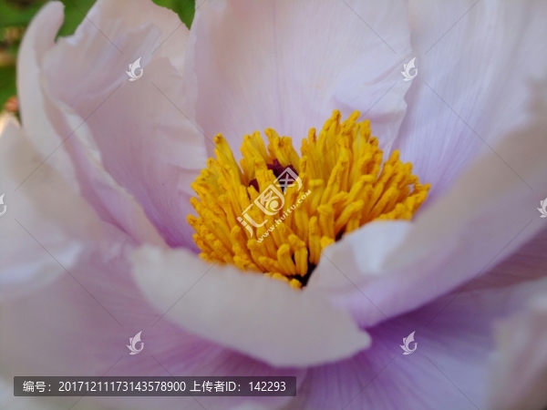 花蕊
