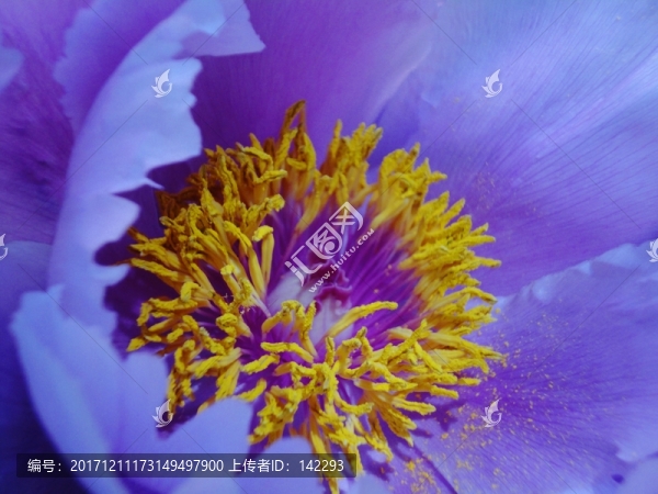 花蕊