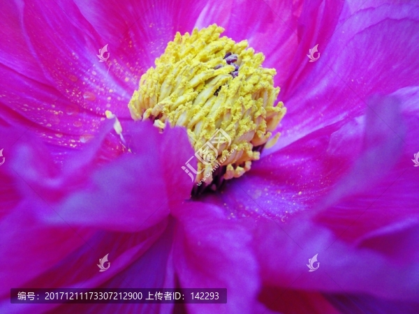 花蕊