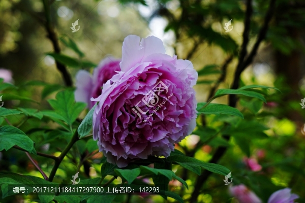 花開富貴
