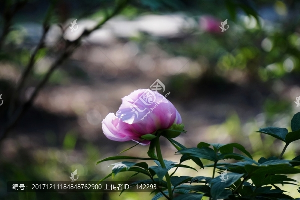 花開(kāi)富貴