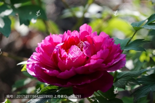 國色天香