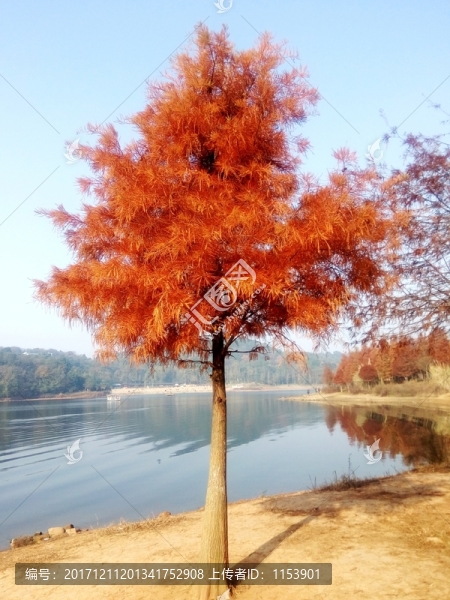 落羽杉