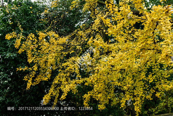 500年樹(shù)齡銀杏樹(shù)