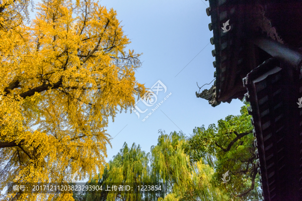 500年樹(shù)齡銀杏樹(shù)