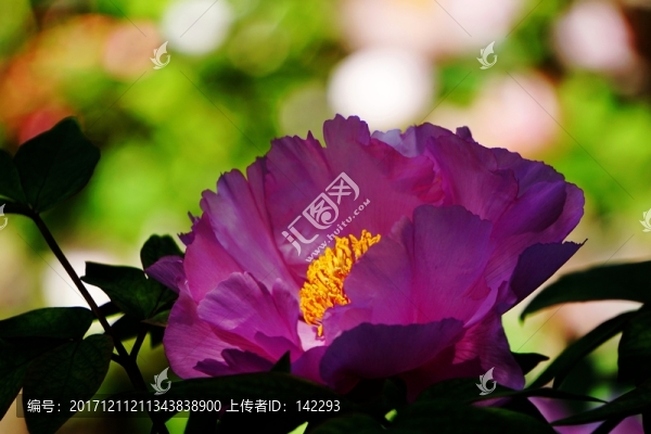 國色天香