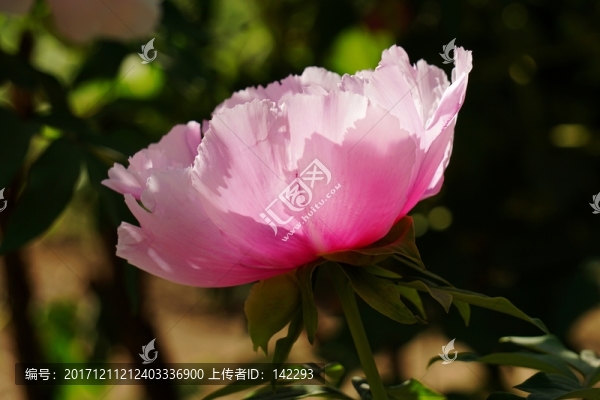 國(guó)色天香