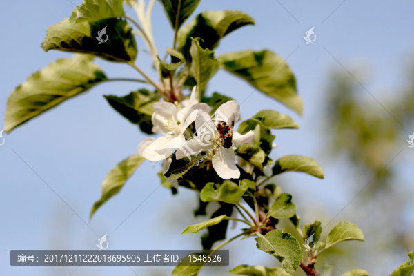 蘋(píng)果樹(shù)花