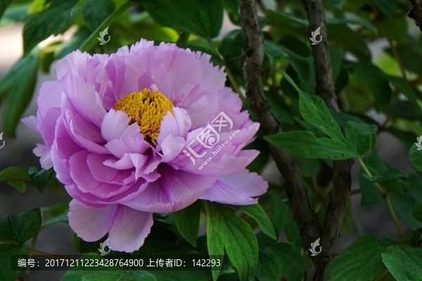 國色天香