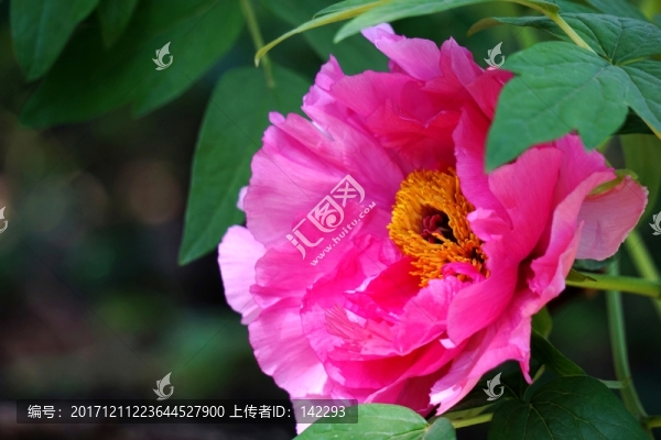 國色天香
