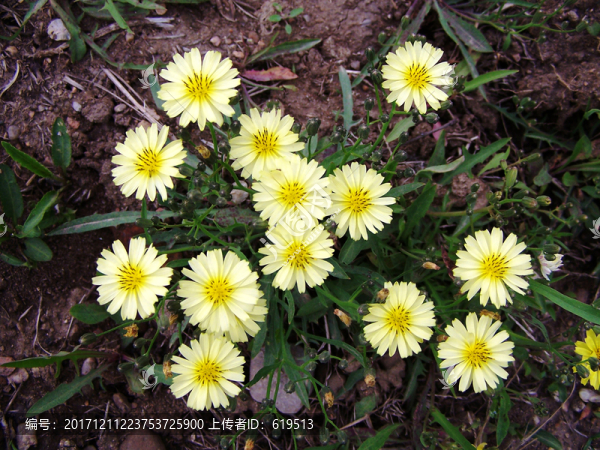 路邊的野花,小花