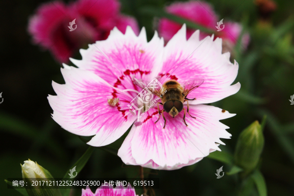 石竹花,洛陽花,石柱花