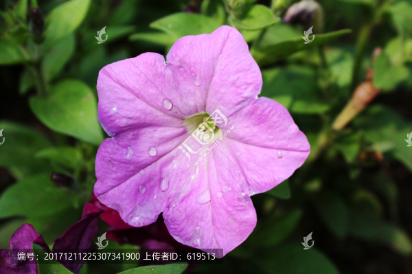 牽牛花,喇叭花