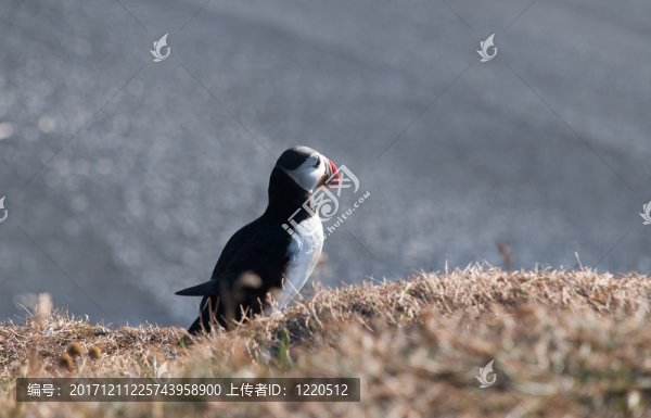 鳥