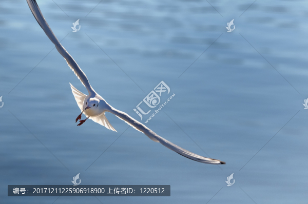 鷗