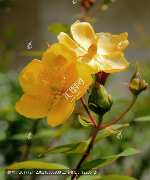花園