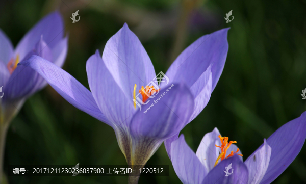 藍(lán)色