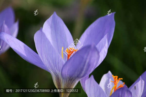 番紅花屬