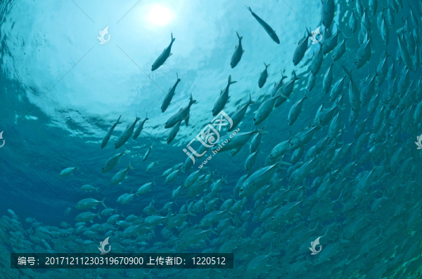 鯖魚(yú)形成