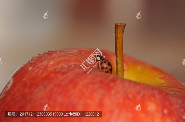 蘋果和瓢蟲