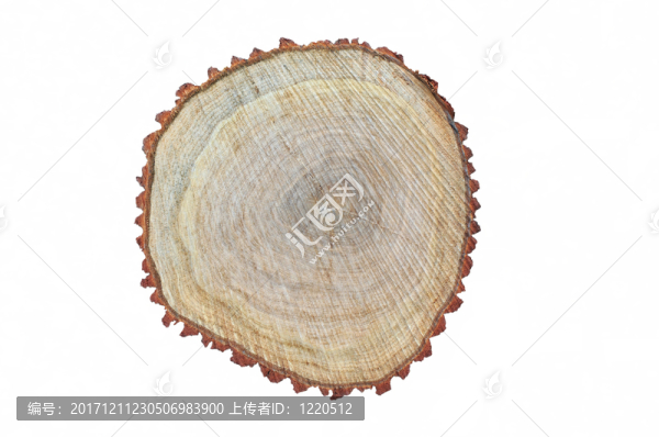樹