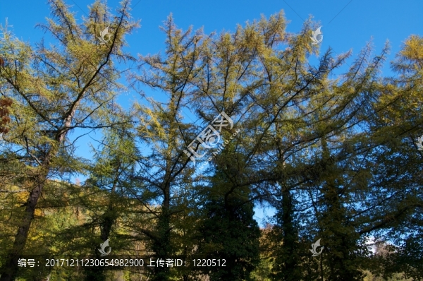 樹