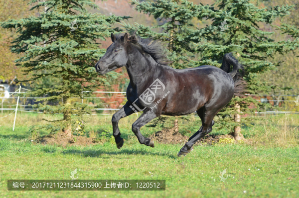運動