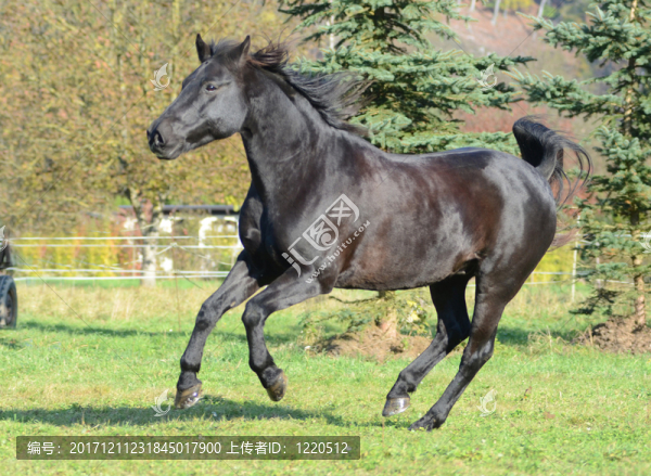 nashki