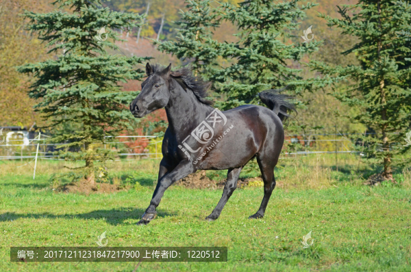 nashki