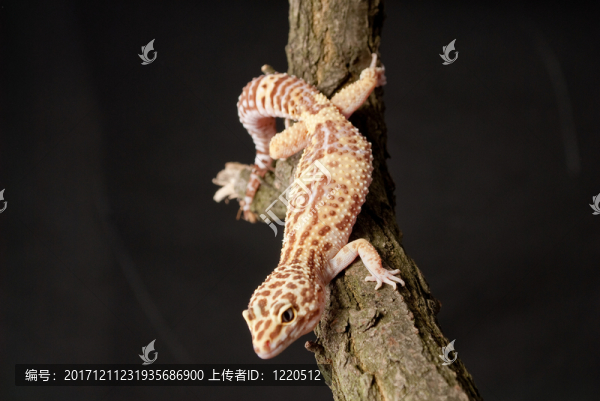 隔離的