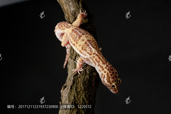 隔離的