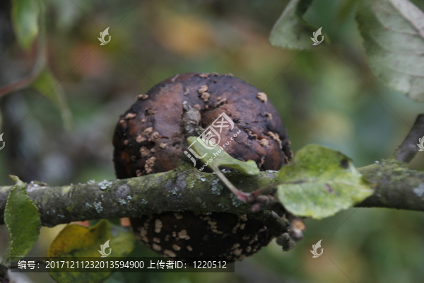 秋
