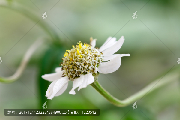 雛菊