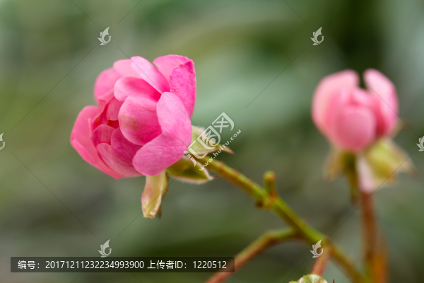 粉紅玫瑰