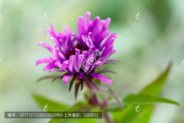 百里香花