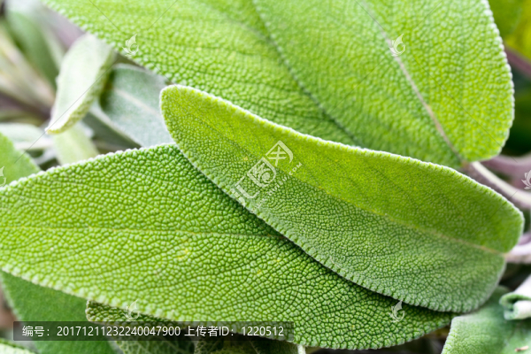 美國技術(shù)教育協(xié)會(huì)