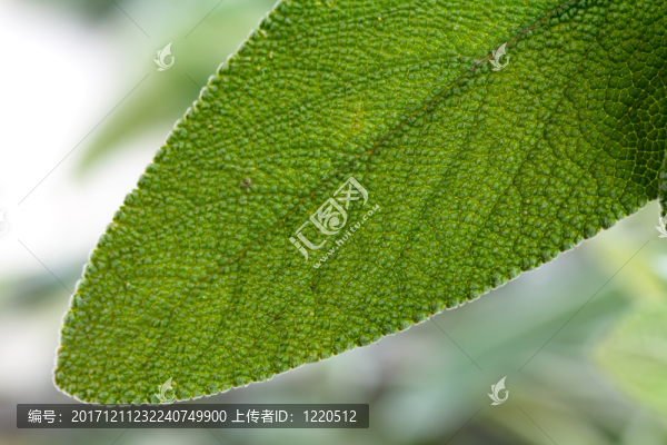 圣人