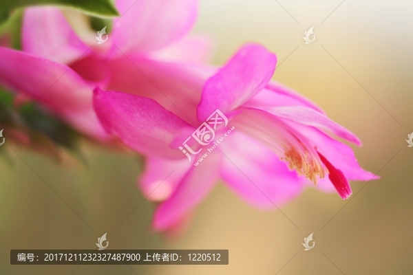 圣誕仙人掌