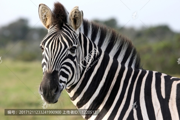 特寫鏡頭