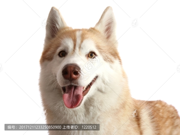美麗的