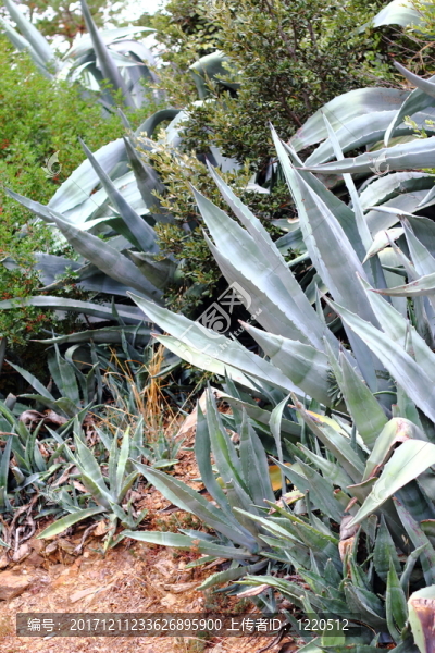 龍舌蘭-匯圖網(wǎng) www.fosd68.com 龍舌蘭