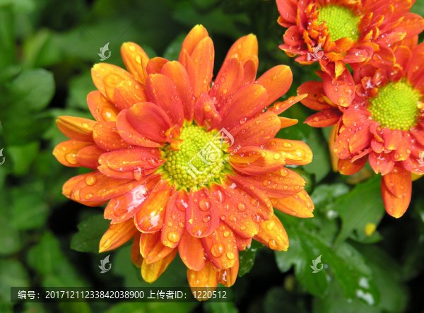 ？？？菊花