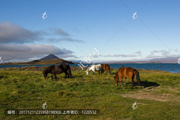 在湖myvatn前的冰島馬