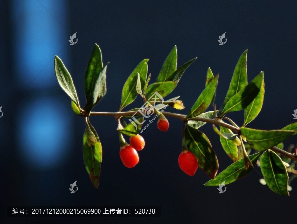 枸杞,植物,灌木,紅色