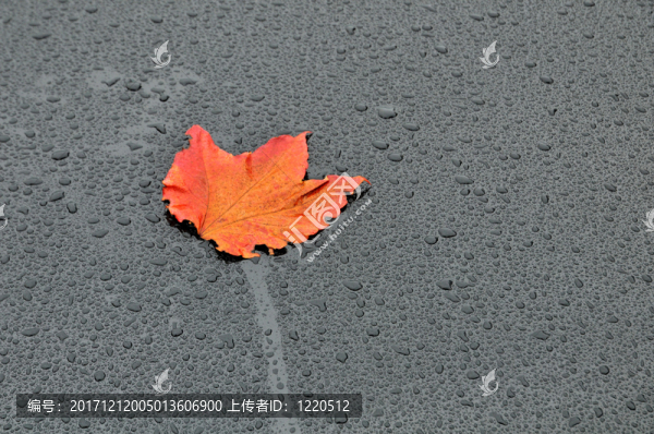 秋