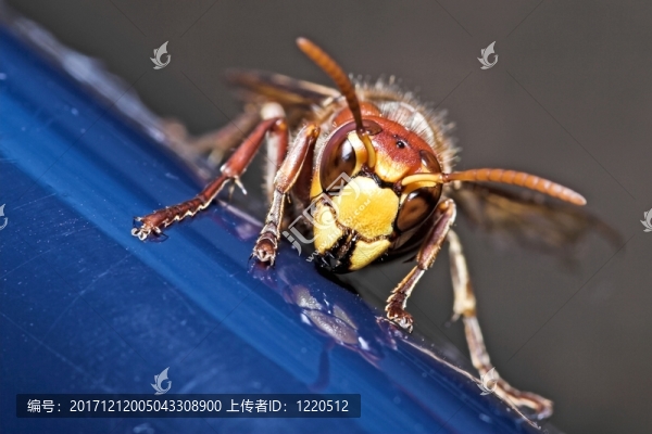 宏觀大黃蜂